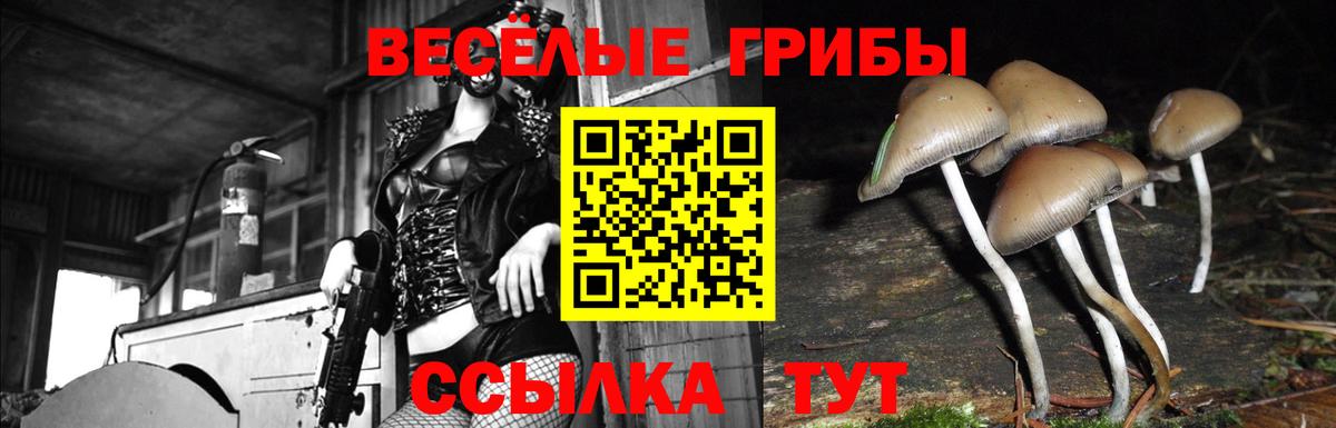 Мичуринск  Псилоцибиновые грибы Psilocybe  Вход с VPN 